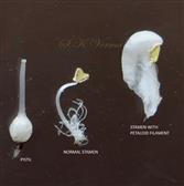  Pistil, one normal stamen and one petaloid stamen